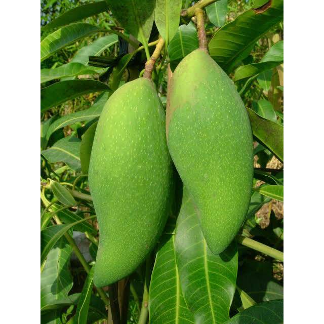 Mangga Okyong