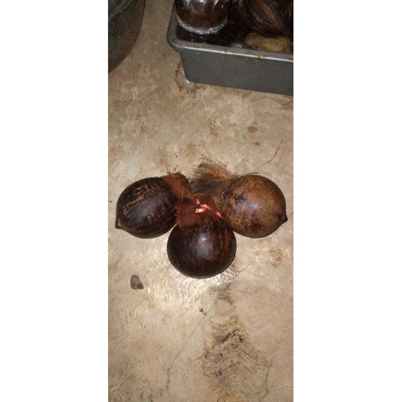 Bahan bonsai kelapa wulung