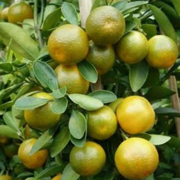 Bibit Jeruk Keprok Madu / Tanaman Jeruk Keprok / Pohon Jeruk Keprok Tg3R