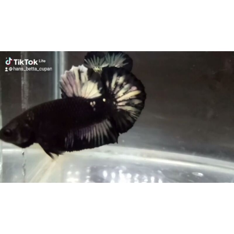 Ikan Cupang Jantan Avatar Cooper Gold