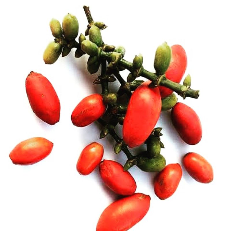 

EmpingbelinjoMentah 500gr