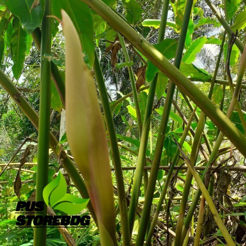 

Daun Kecombrang/Daun Honje 250gram