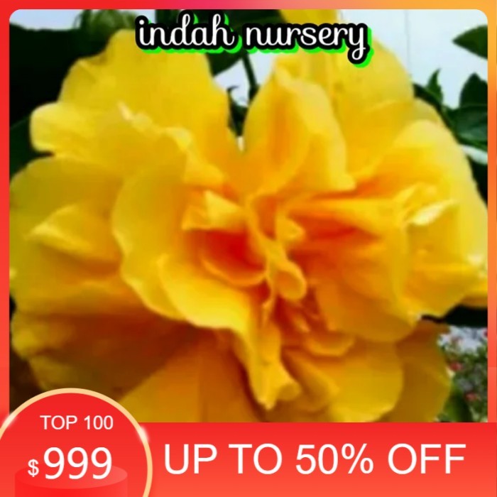 Bibit bunga kamboja jepang adenium kuning