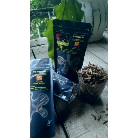 MAGGOT KERING  PAKAN IKAN PREDATOR PAKAN CHANA Yellow  MARU CHANA AURANTI CANA ANDRAO IKAN OSKAR IKA