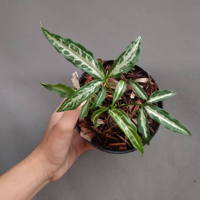 Tanaman Hias Syngonium Angustatum