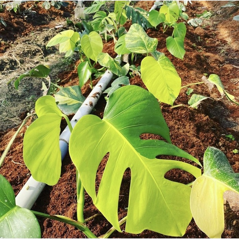 bibit-bongol monstera borsigiana variegata yellow