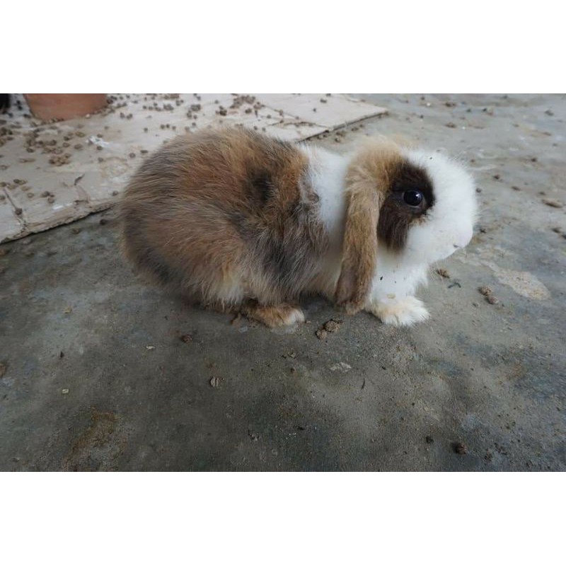 Kelinci Fuzzy Lop bukan Lokal, Rex, Netherland Dwarf, Holland Lop, English Angora, Flemish Giant dll