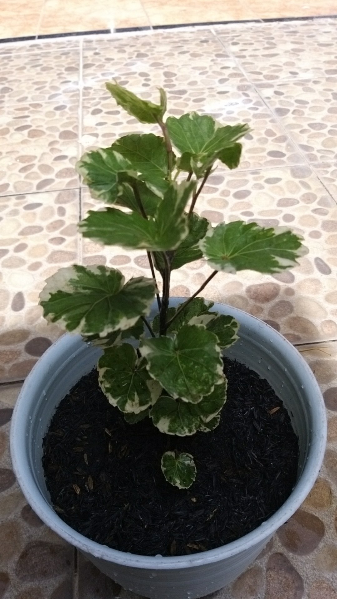 Tanaman Hias Mangkok Varigata