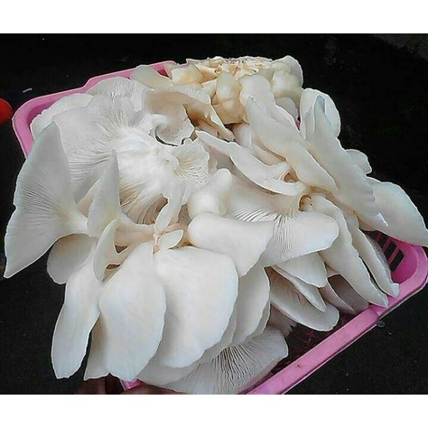 

Jamur Tiram Sayuran Jamur