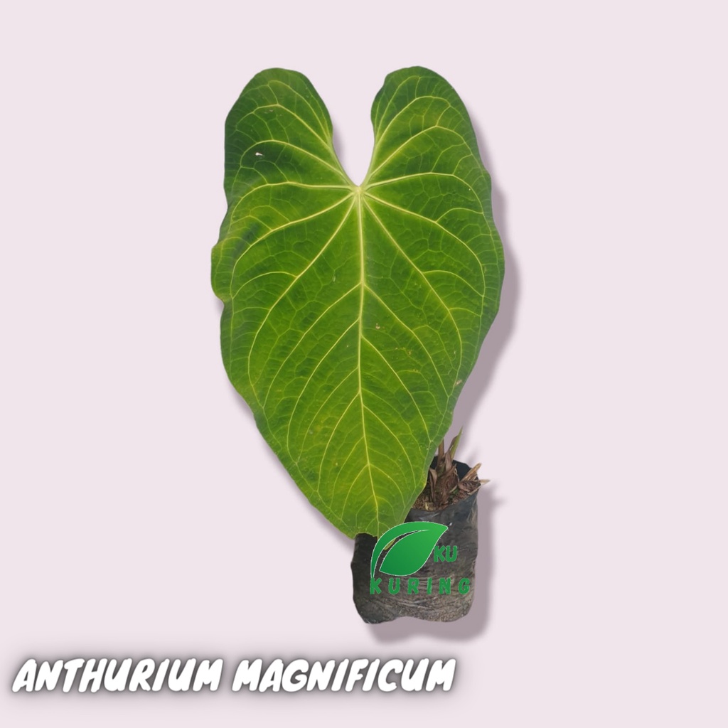 Anthurium magnificum - Kuping Gajah Daun super jumbo