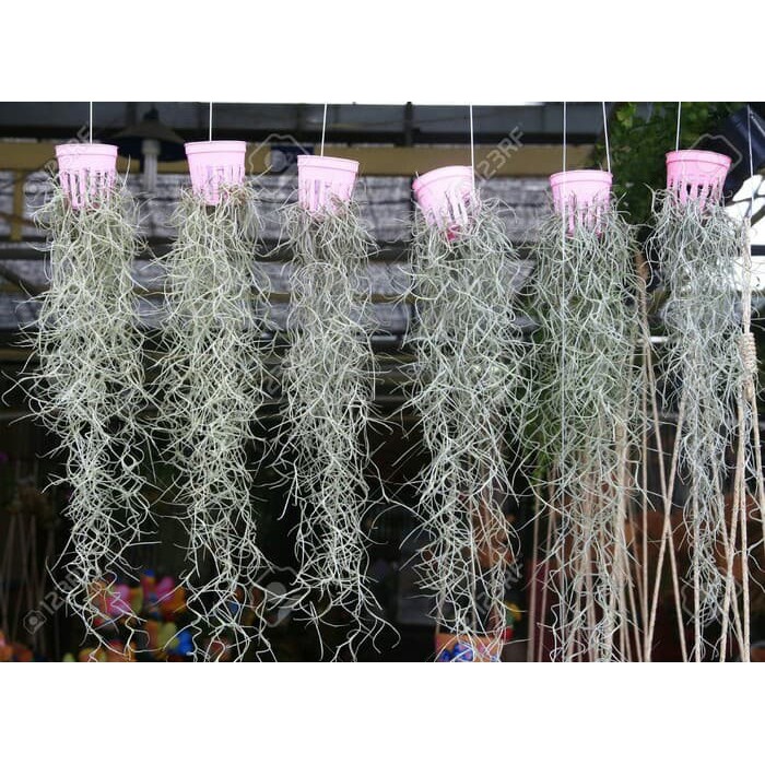 spanish moss / jenggot dewa / jenggot musa