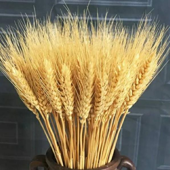 

Diskonϟflash 3 pcs dried Wheat Gandum Coklat (IMPORT CHINA)