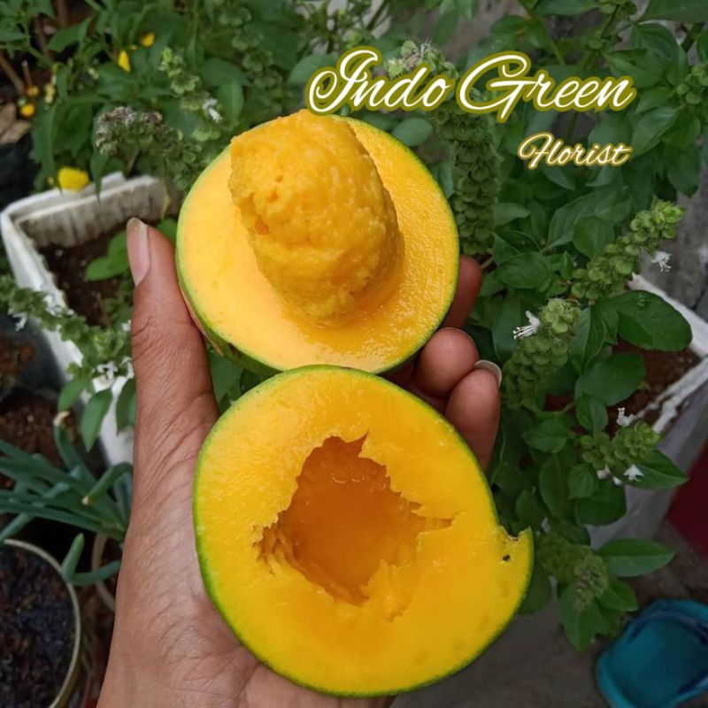 Mangga Manalagi Situbondo Di Jamin Cepat Berbuah Bisa Di tanam Di pot/Tanaman Buah Mangga Manalagi