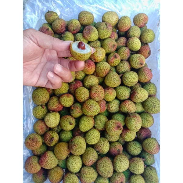 

Buah Lomecy Thailand
