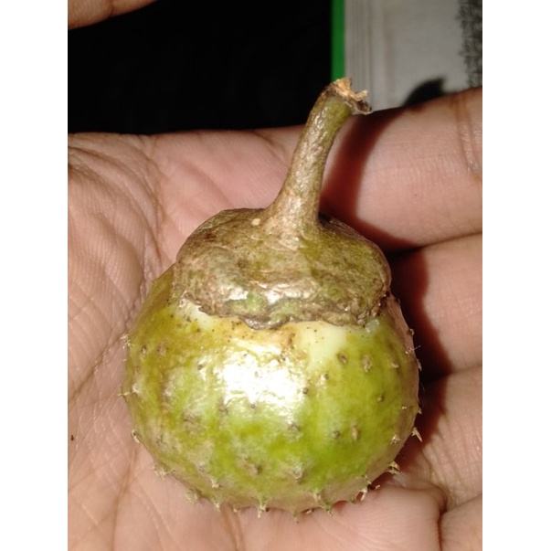 

kecubung