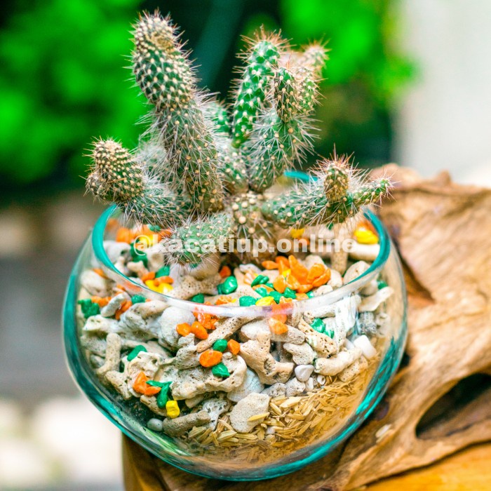 Mangkok Kaca - Pot Sukulen Murah Bowl Xl Kaca Tiup Akar Kayu Utk Terrarium Pot Kaktus