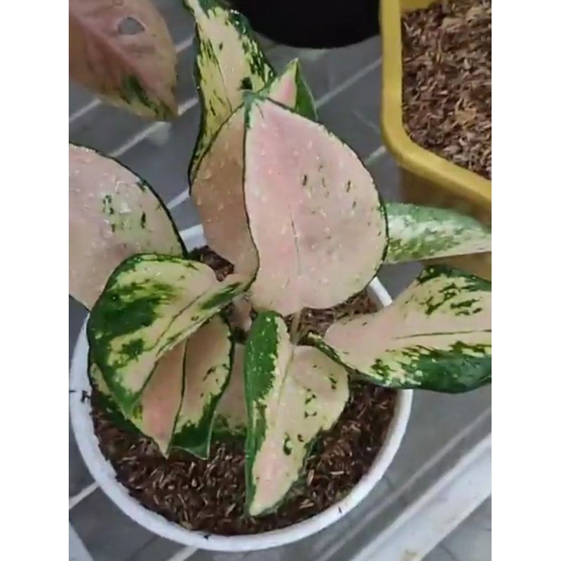 aglonema kocin sutra