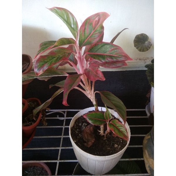 tanaman hias anglonema lipstik merah