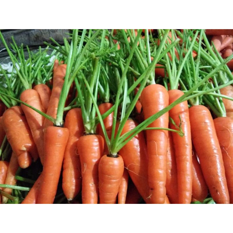 

Wortel segar Berastagi 1 kg