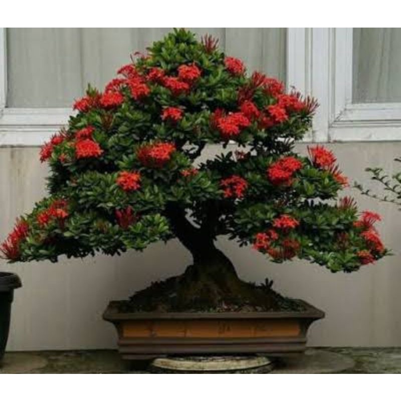PROMO SPESIAL BAHAN BONSAI ASOKA LOKAL BESAR/BAHAN SAMBUNG ASOKA MIKRO