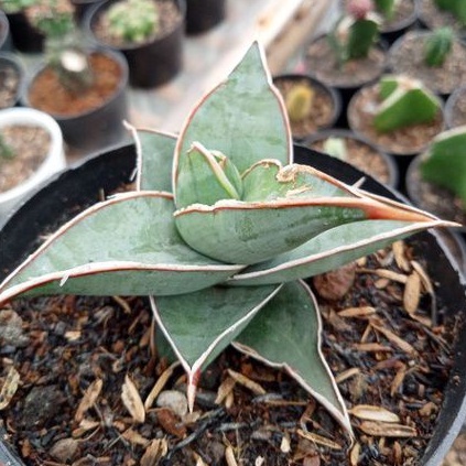 sekulen sansivera pinguin culata