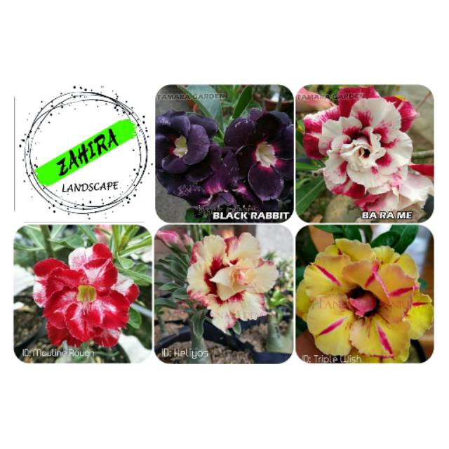 Paket (J2) 5 Bibit Kamboja Adenium Bunga Tumpuk - Tanaman Hias