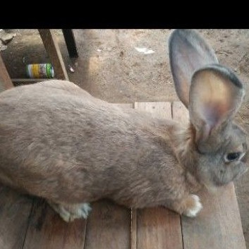 Kelinci Flemish Giant Baby
