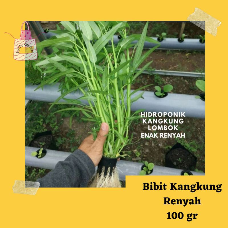 Bibit Kangkung Lombok Terbaik, kangkung enak, kangkung hidroponik, kangkung Organik.