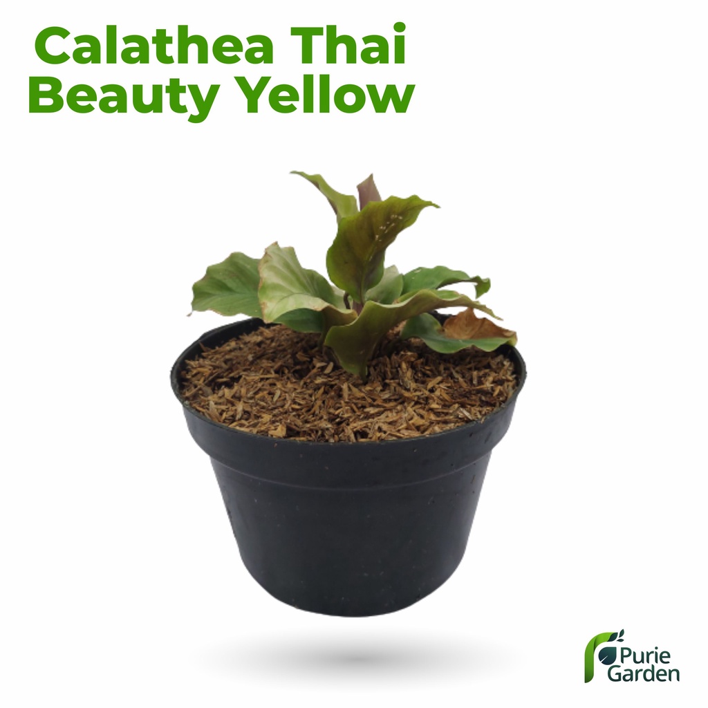 Tanaman Hias Hidup Calathea Calatea Kalatea Thai Beauty Yellow PG KDR