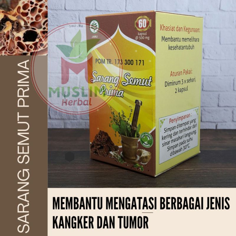 

Kapsul Sarang semut papua 100 % asli papua