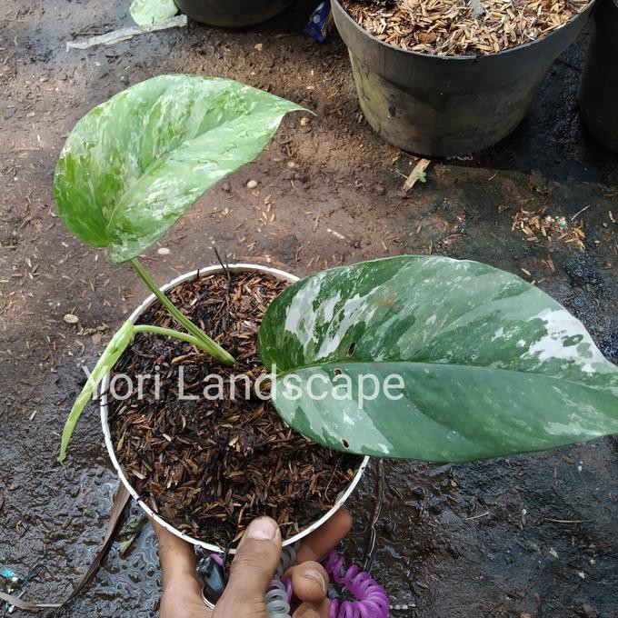 Tanaman Hias Koleksi Epiprenum Pinatum Variegata 3 Daun Auliastorejkt