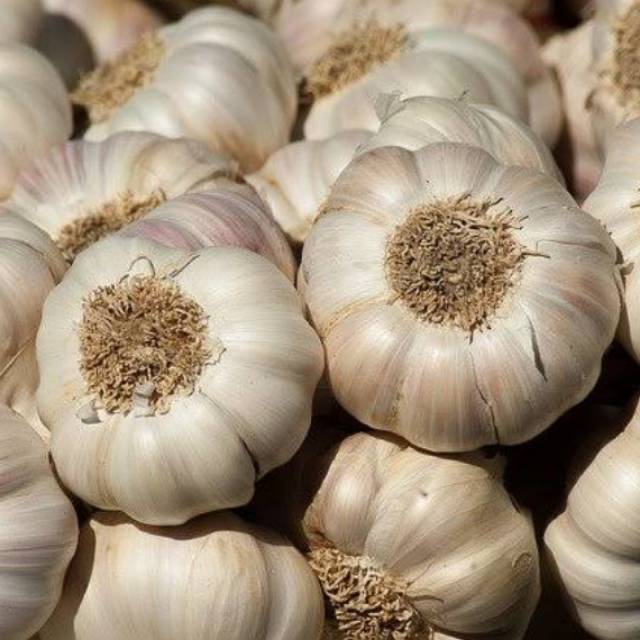 

Bawang putih / bawang putih kating