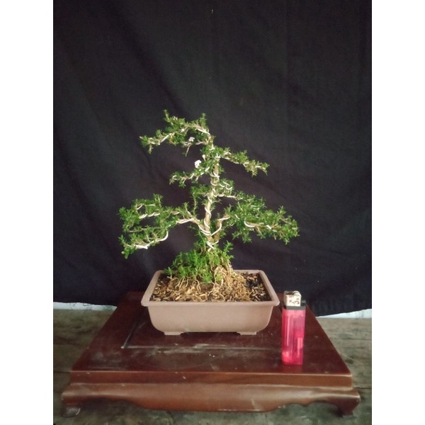 bonsai mame serbin mikro..(original mikro.) bukan sambungan