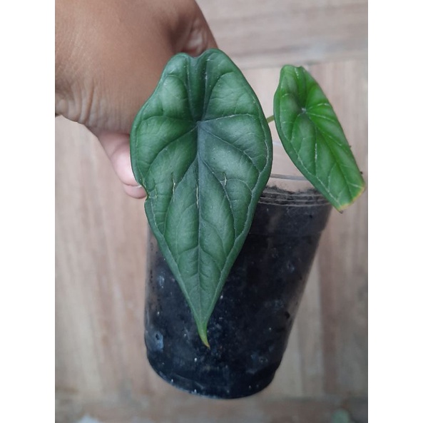 ANAKAN ALOCASIA DRAGON SILVER