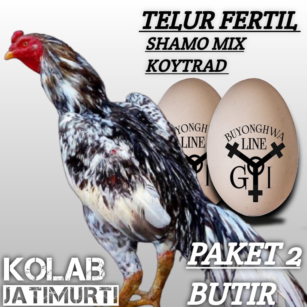 ayam shamo mix koytrad blorok telur fertil