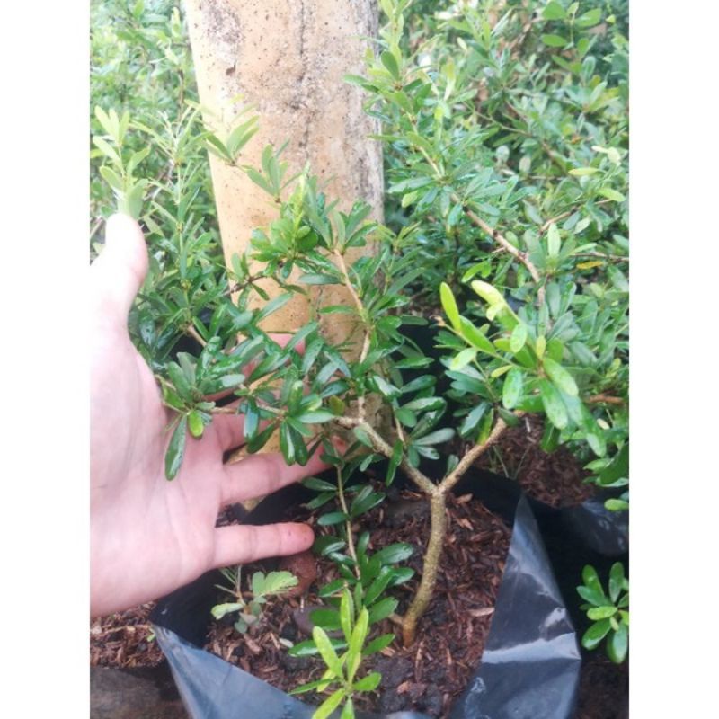 bonsai Saeng simbur Vietnam ori