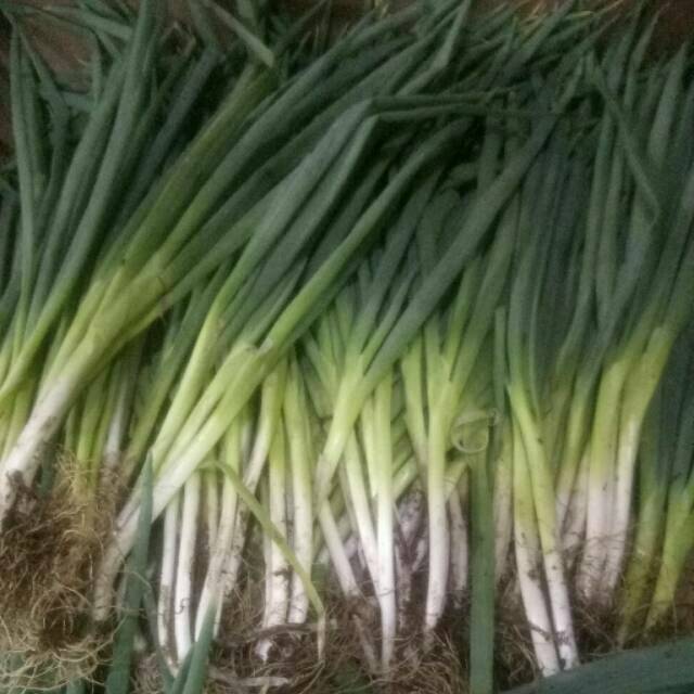 

Duan bawang berat 1kg