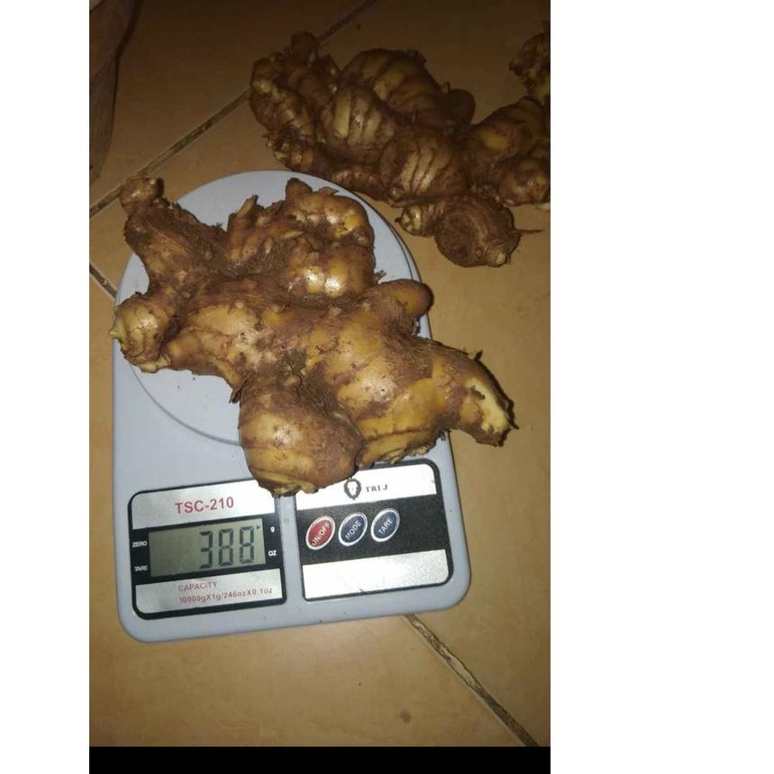 

COD !! 9.9 Termurah 1kg BANGLE SEGAR panglai/bangle/panglay/zingiber purpureum roxb SEGAR TERMURAH [KODE 560]