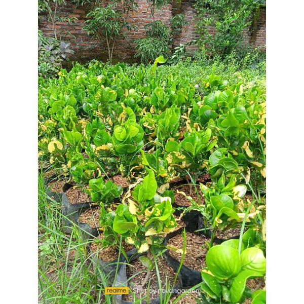 PURING APEL | PURING TELUR | TANAMAN PURING APEL | TANAMAN PURING KUNING