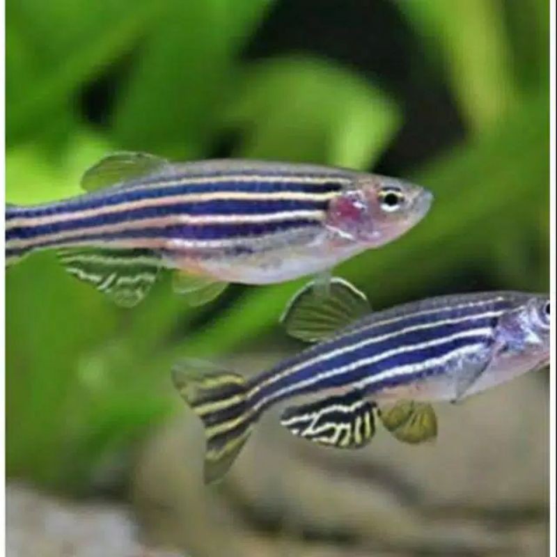 

ikan danio zebra blue