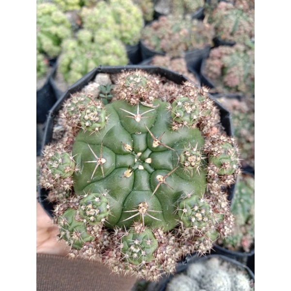kaktus gymno damsi ungu di pot 10cm/kaktus tomat ungu/kaktus ownroot/kaktus Pasaman/kaktus murah