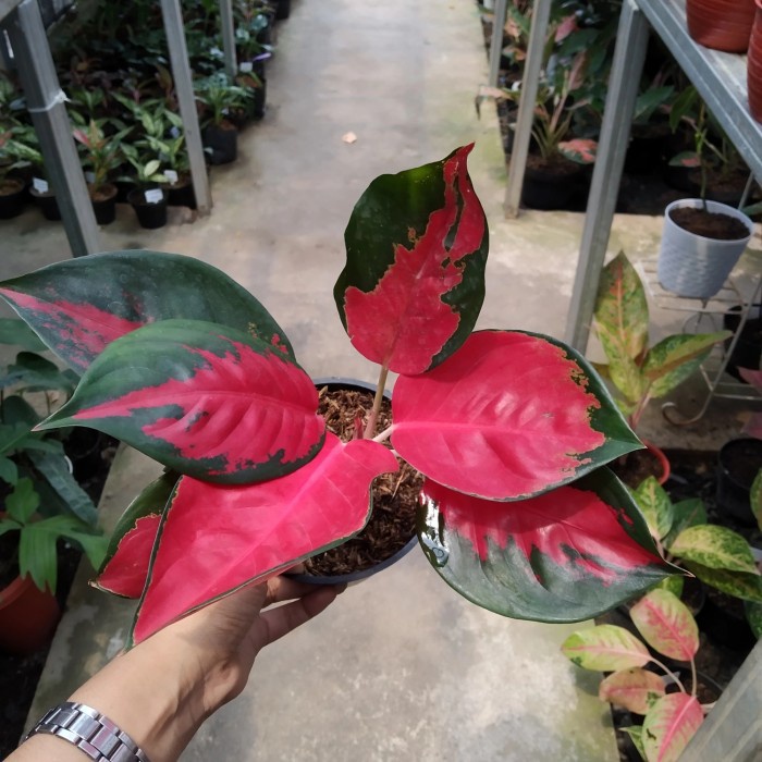 Tanaman Hias Koleksi Aglonema Suksom Jaipong Jumbo / Tanaman Hidup