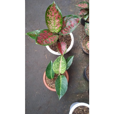 PAKET 2 AGLONEMA HQ RED SPIDER