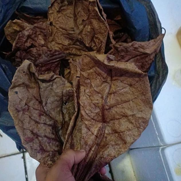 

Best Product Daun Keang Laut Olahan / Ekak Keang Laut 1500ml LT8