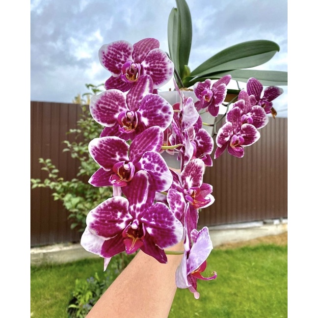 Seedling anggrek dendrobium toledo / Bunga Anggrek hidup/ Tanaman Hias Hidup /Bunga Hias Asli/Bunga 