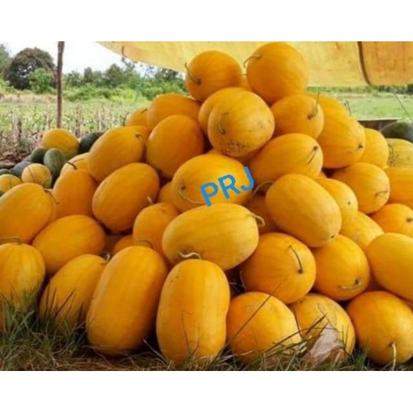 Benih Semangka Kuning INDEN F1 20 gr - Bibit Semongko Golden - Biji Semangka Kulit Kuning
