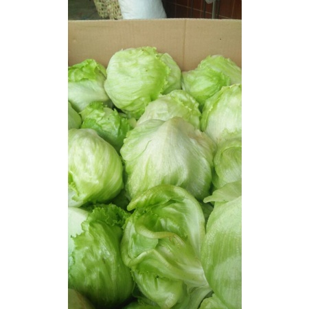

lettuce,selada krop,lotes,letes,head lettuce