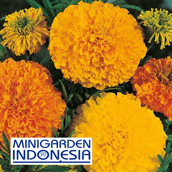 Benih Bunga MARIGOLD AFRICAN CRACKERJACK MIXED 5 BIJI bibit bunga import F1 Mr. Fothergills