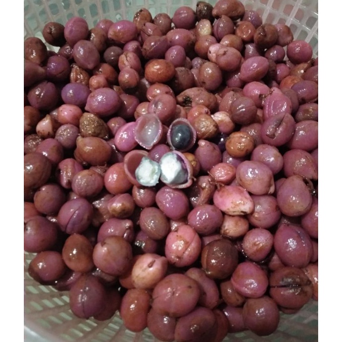 

kacang bogor