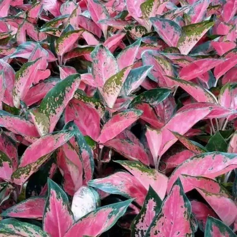 Aglonema Kochin Pink